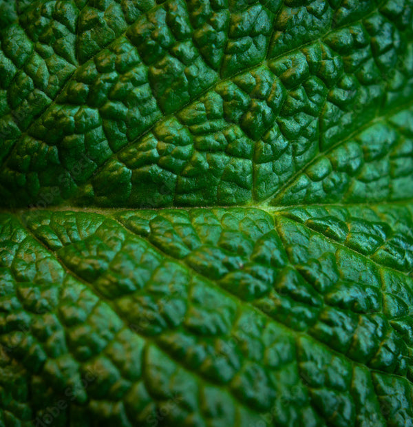 Lemon Balm Extract
