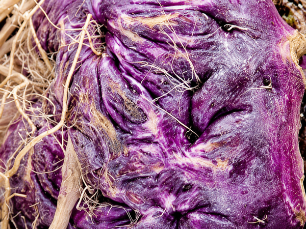 Maca Root
